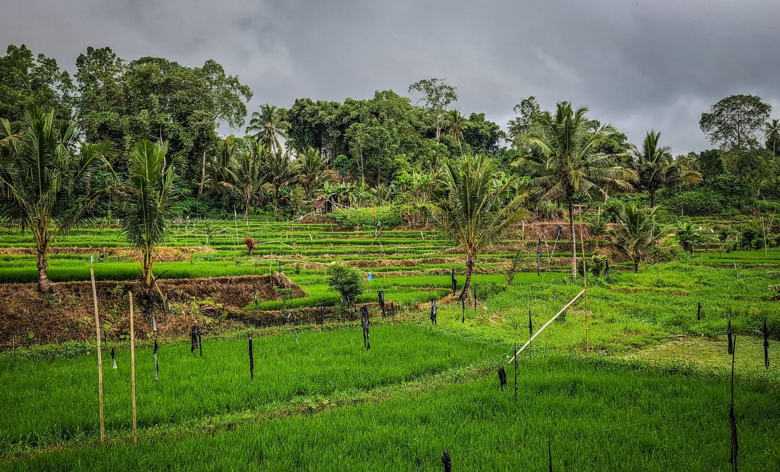 Pemandangan Alam Desa